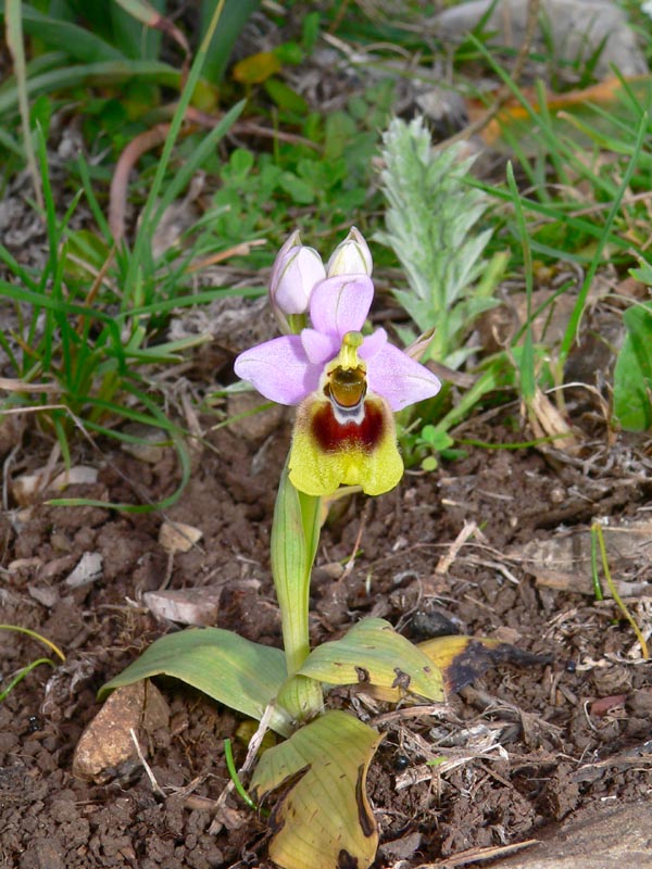 Primavera e orchidee palermitane